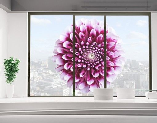 Blumen Fensterbilder Aster