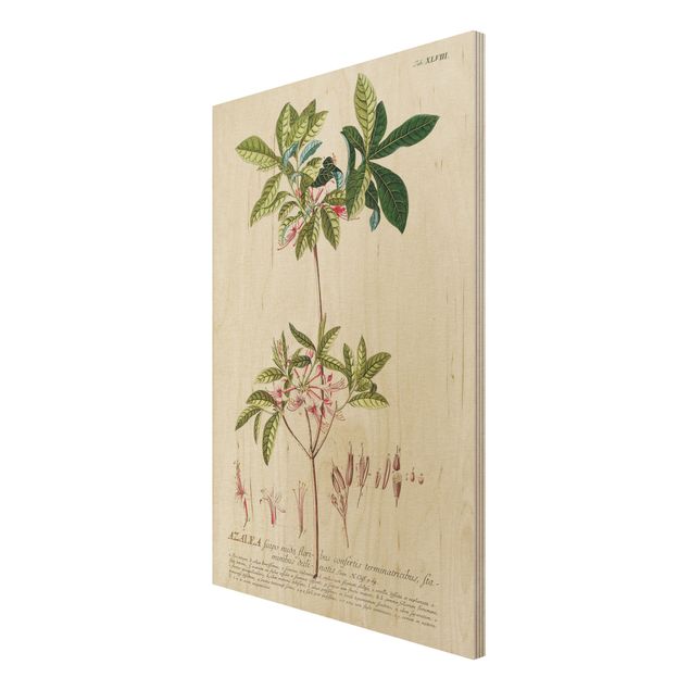 Moderne Holzbilder Vintage Botanik Illustration Azalee