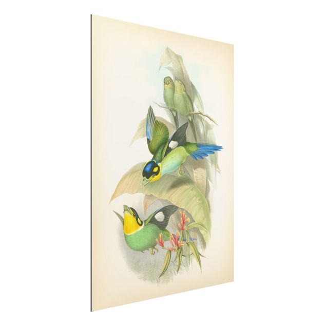 Wandbilder Tiere Vintage Illustration Tropische Vögel