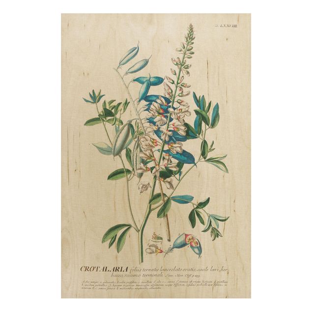 Holzbilder mit Blumen Vintage Botanik Illustration Hülsenfrüchte