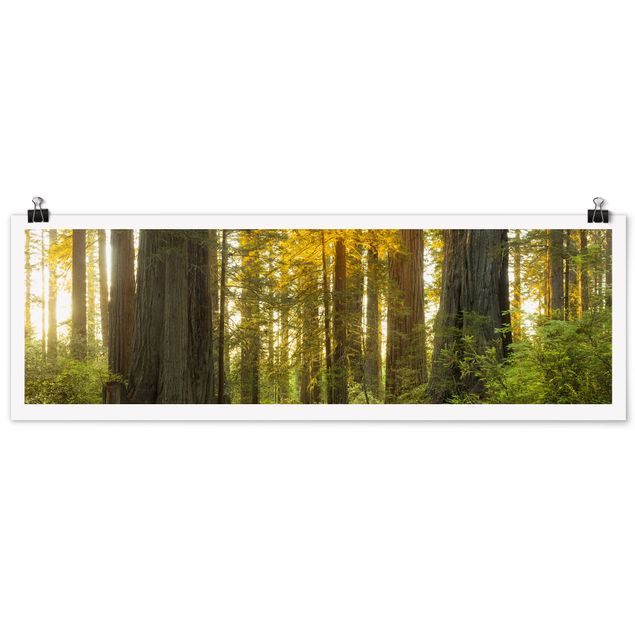 Poster - Redwood National Park - Panorama Querformat