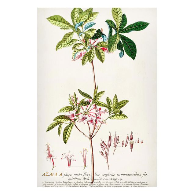 Magnettafel Blumen Vintage Botanik Illustration Azalee