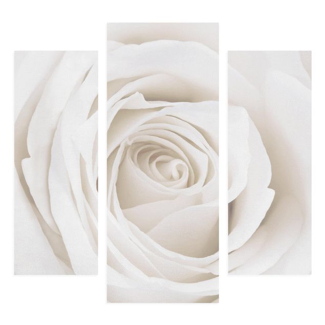 Schöne Wandbilder Pretty White Rose