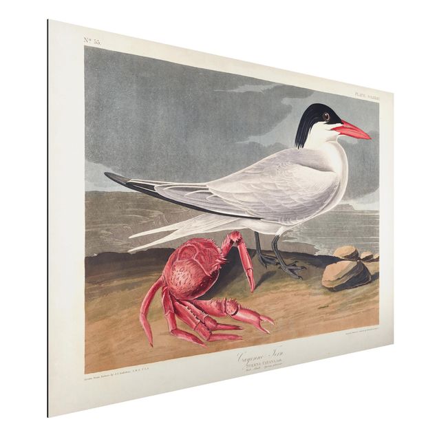 Wandbilder Tiere Vintage Lehrtafel Brandseeschwalbe