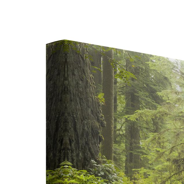 Leinwandbild 3-teilig - Del Norte Coast Redwoods State Park Kalifornien - Quadrate 1:1