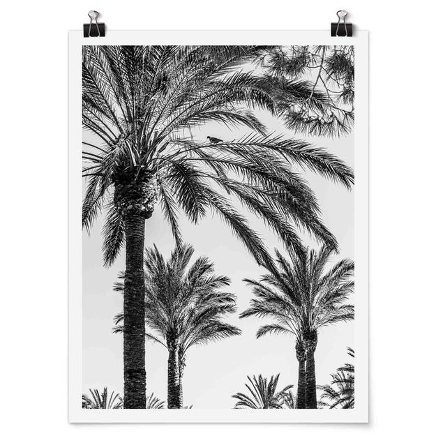 Wandbilder Palmen im Sonnenuntergang Schwarz-Weiß