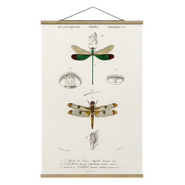 Stoffbild mit Posterleisten - Vintage Lehrtafel Libellen - Hochformat 2:3