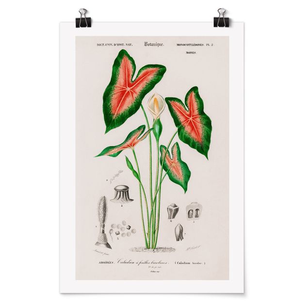 Bilder für die Wand Botanik Vintage Illustration Tropische Pflanze I