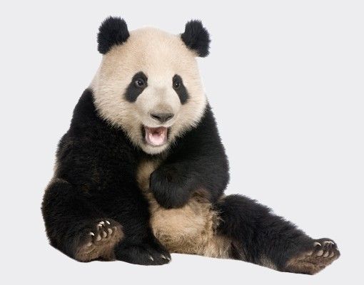 Fensterbilder Tiere Lachender Panda