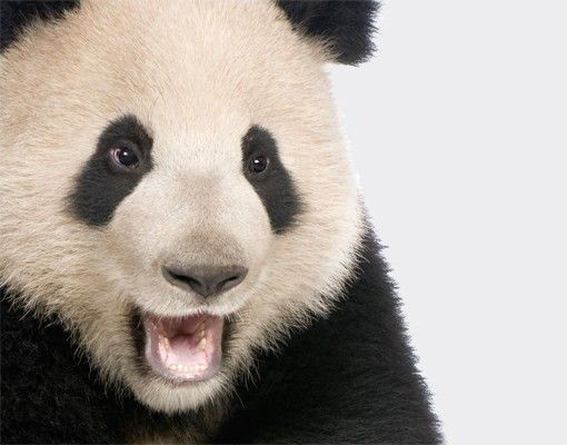 XXL Fensterbilder Lachender Panda