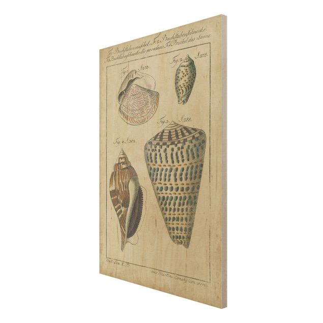 Holzbilder Natur Vintage Muschel Zeichnung Bunte Muster