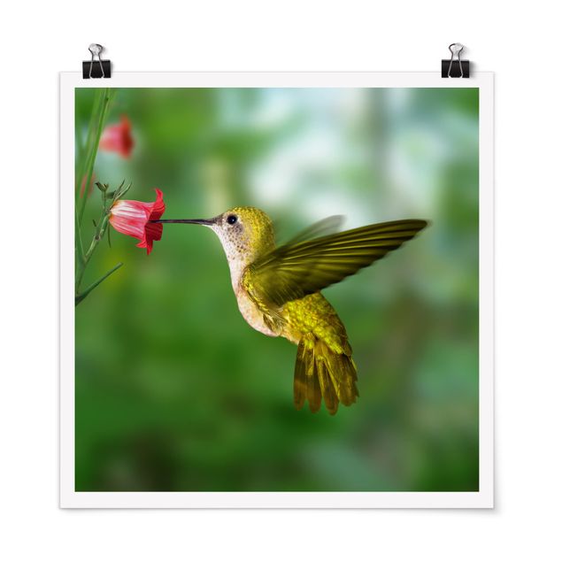 Tiere Poster Kolibri und Blüte