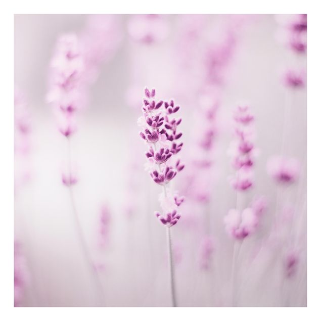 Alu Dibond Bilder Zartvioletter Lavendel