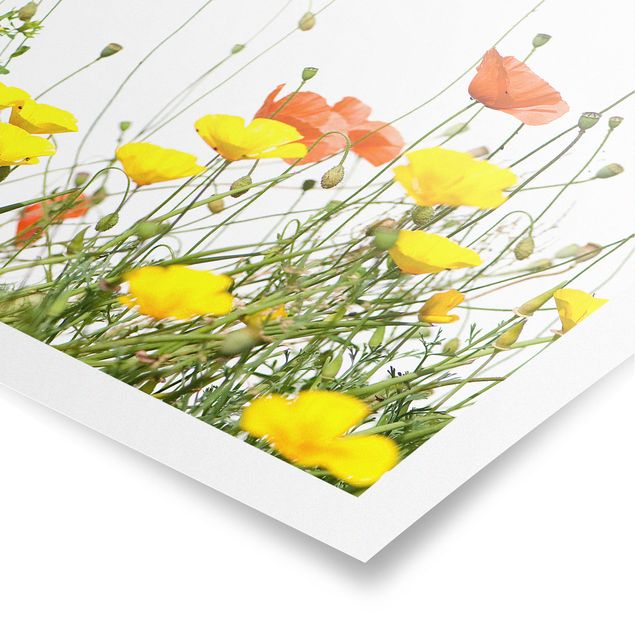 Poster - Wild Flowers - Quadrat 1:1