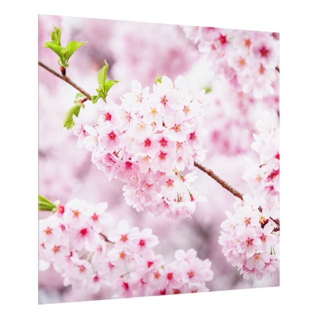 Küchenspritzschutz Japanische Kirschblüten