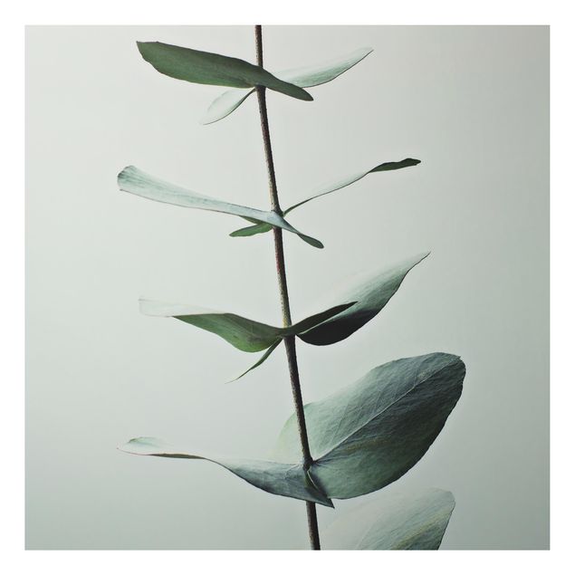 Alu-Dibond - Symmetrischer Eukalyptuszweig - Quadrat