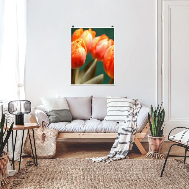 Poster - Shiny Orange Tulips - Hochformat 3:4