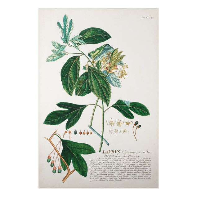 Alu Dibond Bilder Vintage Botanik Illustration Lorbeer