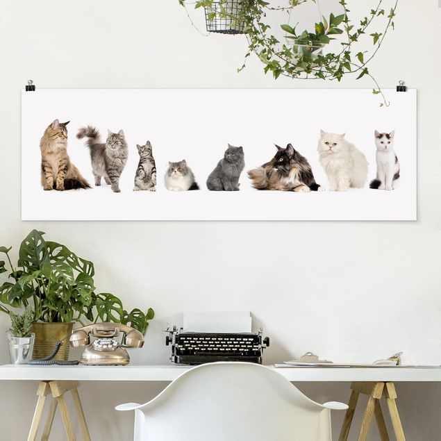 Wandbilder Tiere Katzenbande