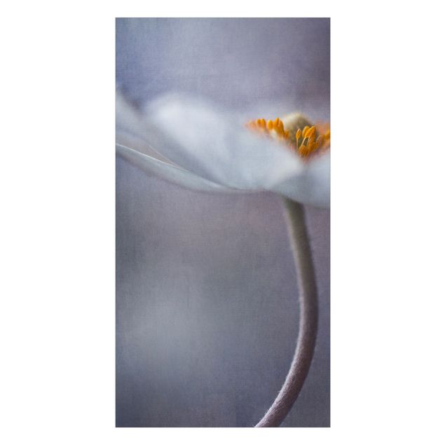 Duschrückwand - Weiße Anemonenblüte
