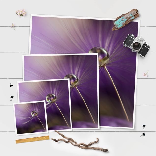 Poster - Pusteblume in Violett - Quadrat 1:1