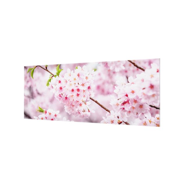 Spritzschutz Glas - Japanische Kirschblüten - Panorama 5:2