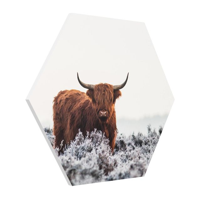 Hexagon Bilder Bison in den Highlands