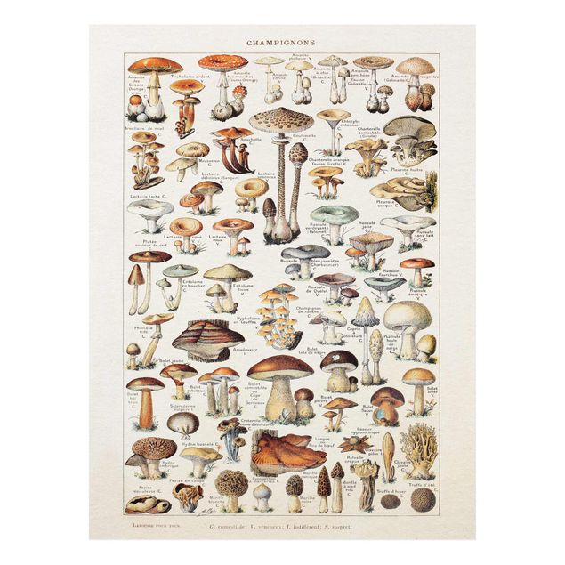 Schöne Wandbilder Vintage Lehrtafel Pilze