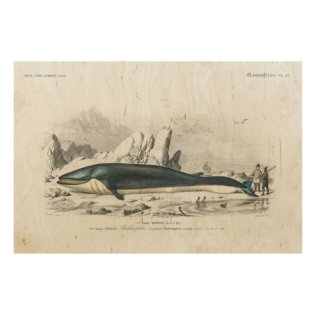 Moderne Holzbilder Vintage Lehrtafel Blauer Wal