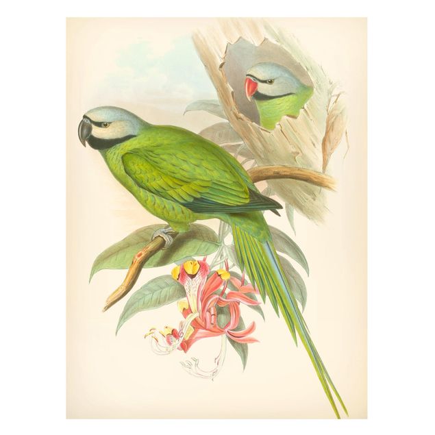 Magnettafel Büro Vintage Illustration Tropische Vögel II