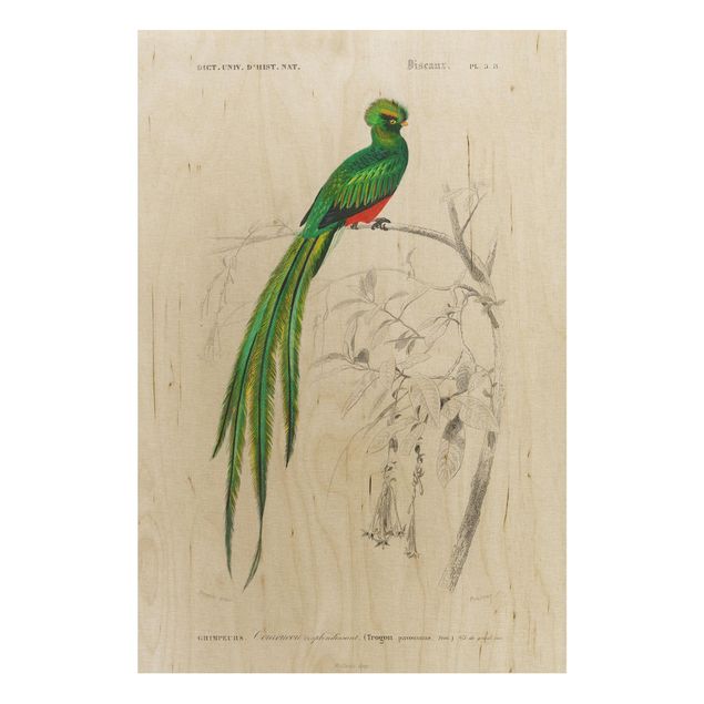 Holzbilder Blumen Vintage Lehrtafel Tropischer Vogel I