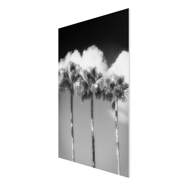 Forex Fine Art Print - Palmen vor Himmel Schwarz-Weiß - Hochformat 3:2