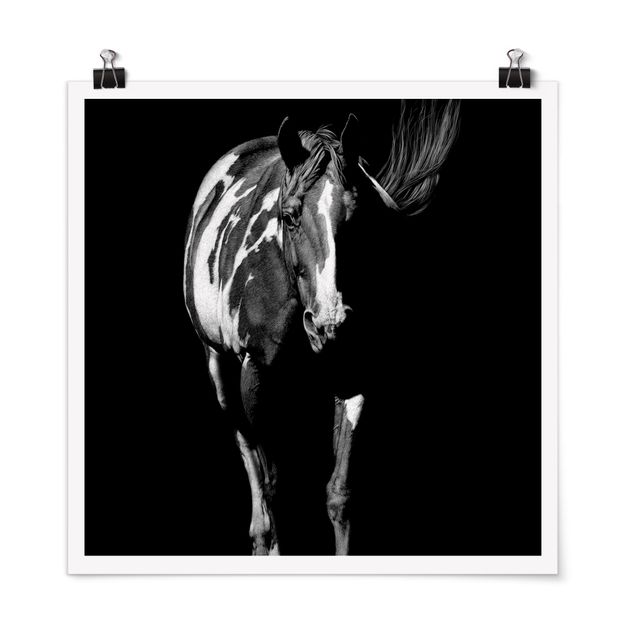 Poster - Pferd vor Schwarz - Quadrat 1:1