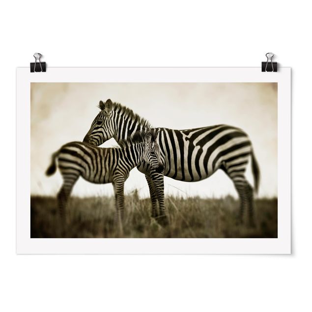 Wandbilder Zebrapaar