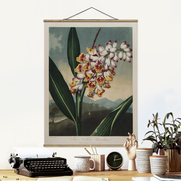 Bilder für die Wand Botanik Vintage Illustration Ingwer mit Blüte