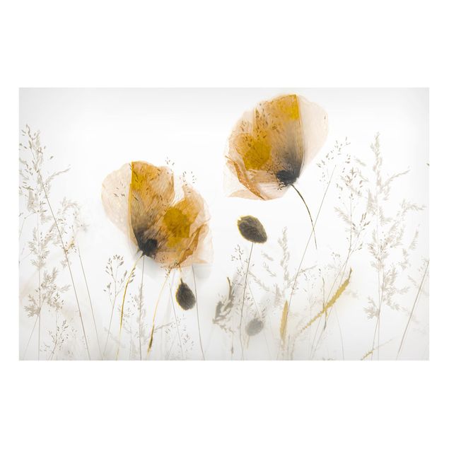 Magnettafel Blumen Mohnblumen und zarte Gräser im weichen Nebel