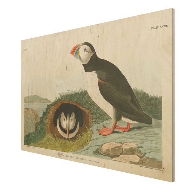 Holzbilder Natur Vintage Lehrtafel Papageientaucher