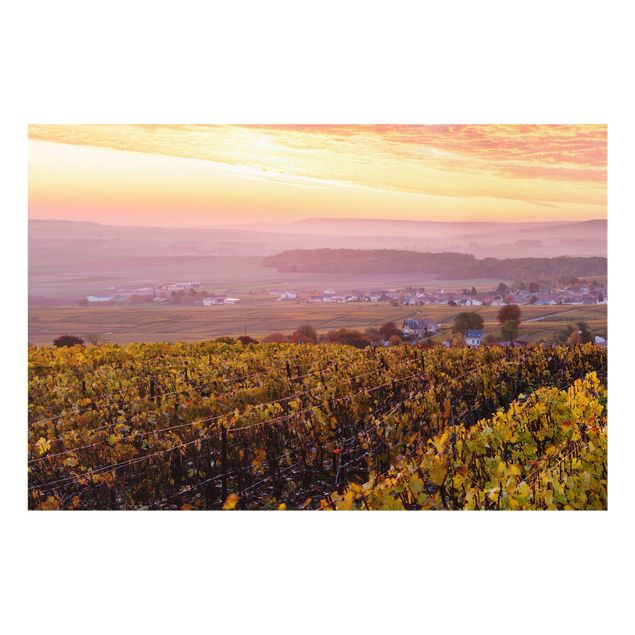 Spritzschutz - Weinplantage bei Sonnenuntergang - Querformat 3:2
