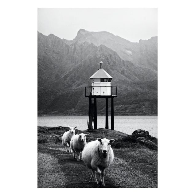Magnettafel Büro Drei Schafe auf den Lofoten