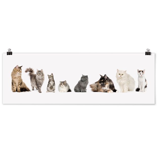 Poster kaufen Katzenbande
