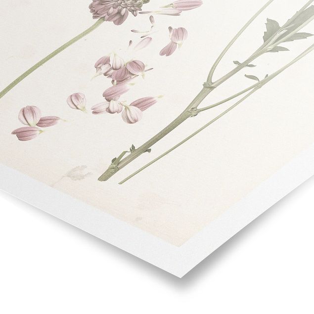 Poster bestellen Herbarium in rosa II