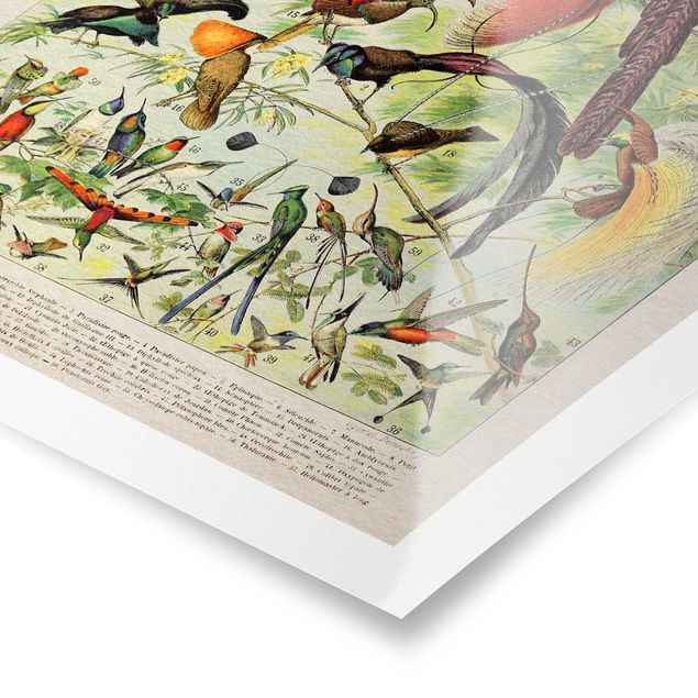 Poster bestellen Vintage Lehrtafel Paradiesvögel