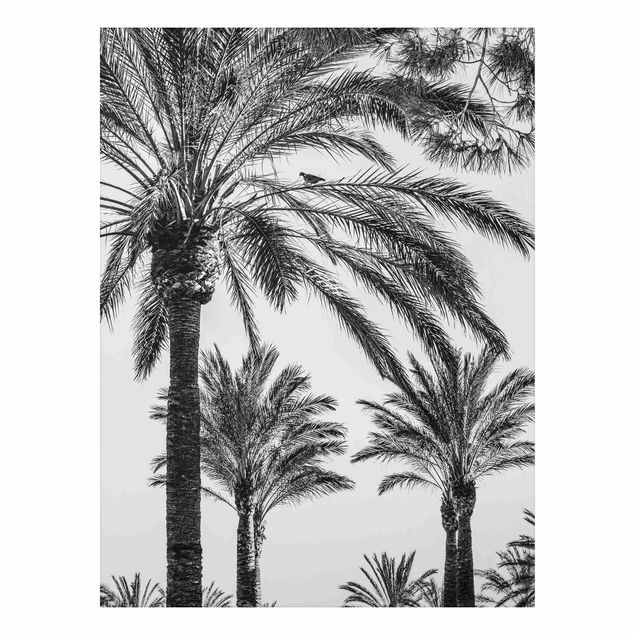 Foto auf Alu Dibond Palmen im Sonnenuntergang Schwarz-Weiß