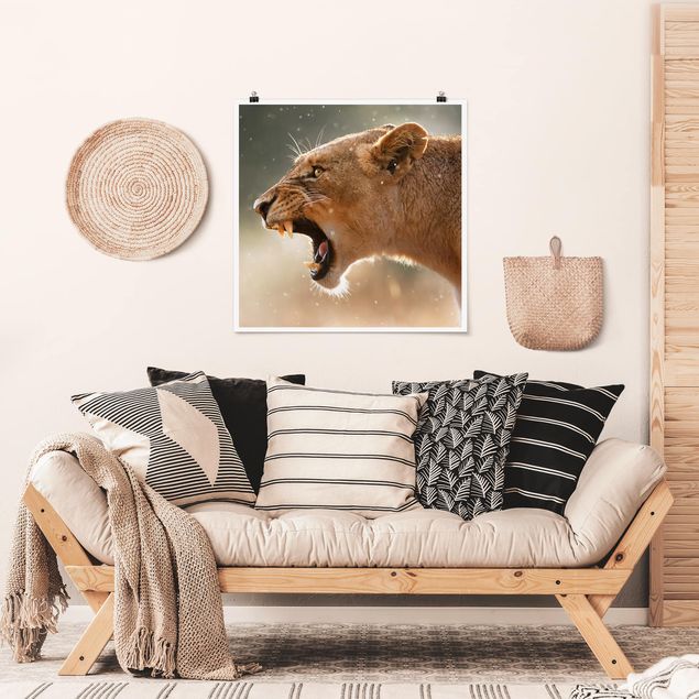 Poster - Löwin auf der Jagd - Quadrat 1:1
