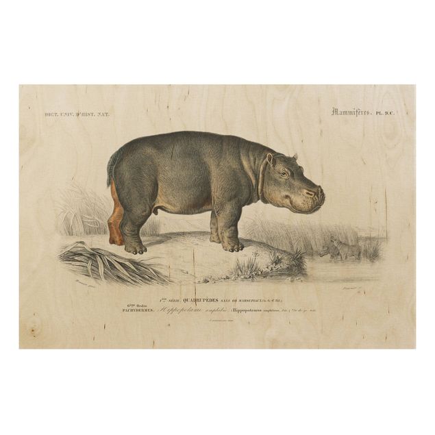 Holzbild Natur Vintage Lehrtafel Nilpferd