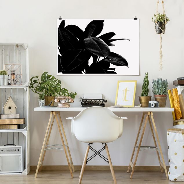 Wandposter Schwarz-Weiß Gummibaum Blätter Schwarz Weiß