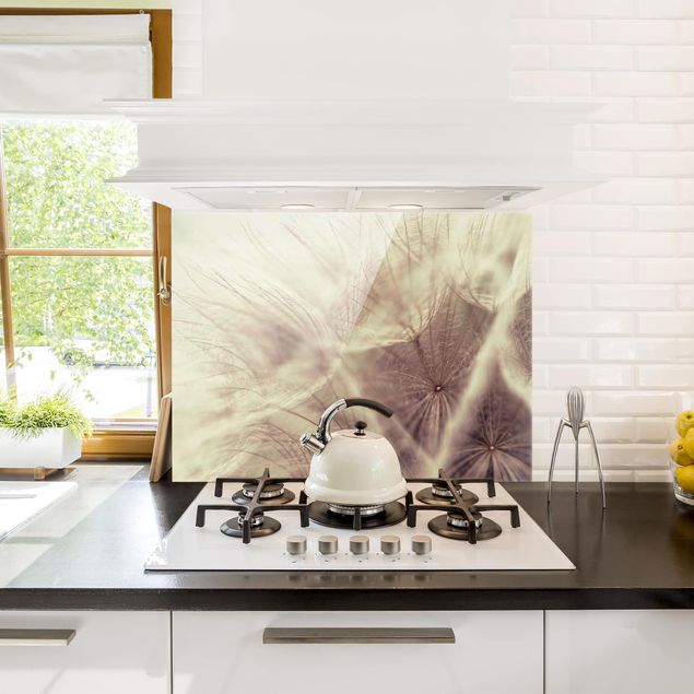 Küchenrückwand Glas Motiv Blumen Detailreiche Pusteblumen Makroaufnahme mit Vintage Blur Effekt