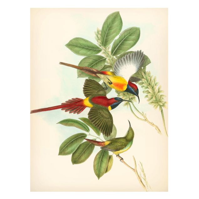 Magnettafel Büro Vintage Illustration Tropische Vögel III