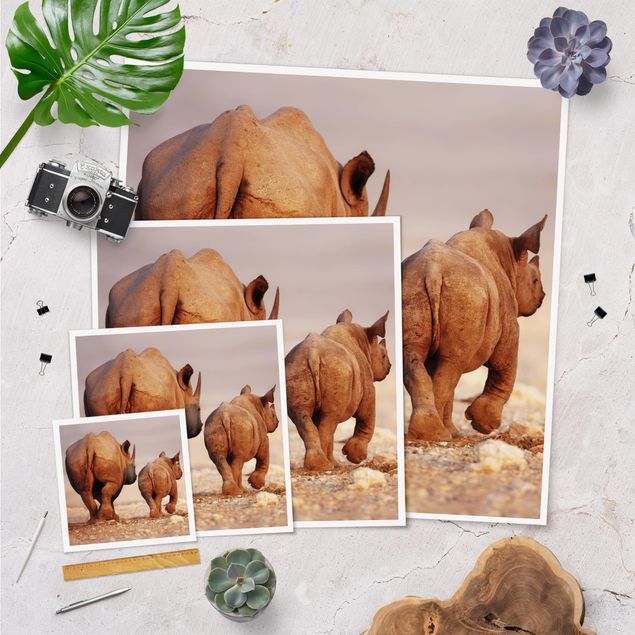 Poster - Wandering Rhinos - Quadrat 1:1