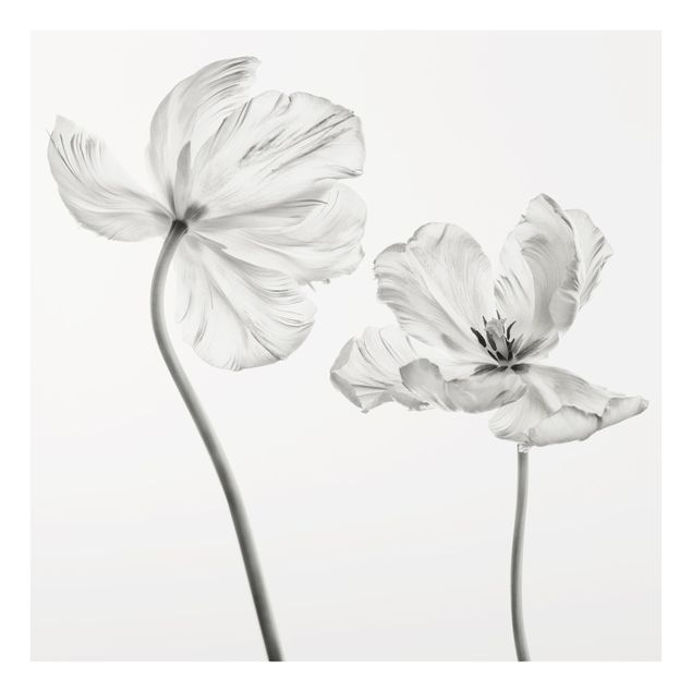 Küchenspritzschutz Zwei zarte weiße Tulpen